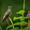 Kolibrik skvrnitoprsy - Phaeochroa cuvierii - Scaly-breasted hummingbird o5454